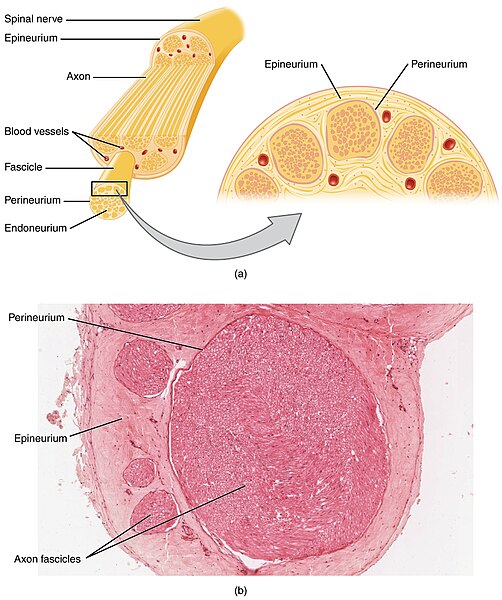 File:1319 Nerve StructureN.jpg