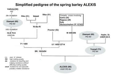 Pedigree of Alexis barley