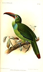 Thumbnail for Tepui toucanet