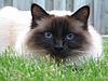 Birman