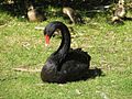 Cygnus atratus, cisne negro