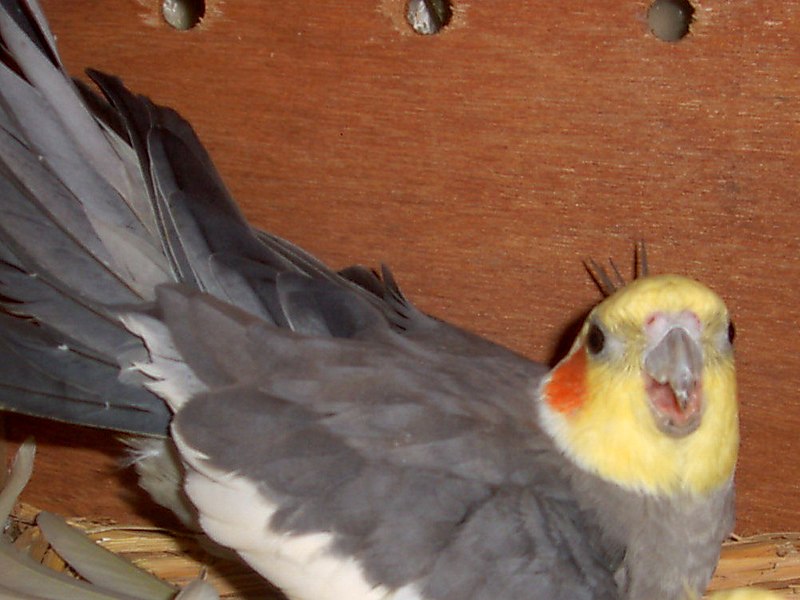 File:Cockatiel.jpg