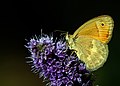 A yellow variation in wing pattern