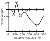 Graph of an event-related potential including a peak characteristic of an ELAN response