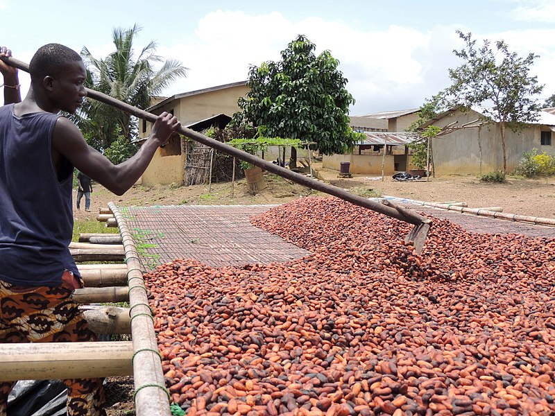 Archivo:Cultivateur de cacao 01.jpg