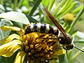 D. plumipes fossulana male in Florida.