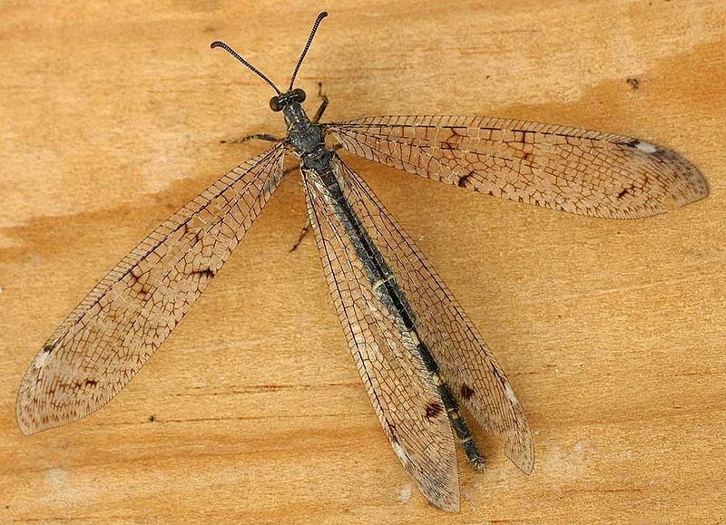 File:Distoleon tetragrammicus01.jpg