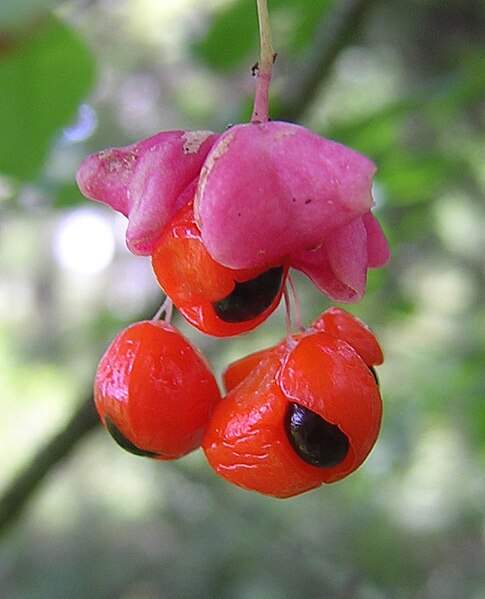 Файл:Euonymus-verrucosa.jpg