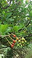 Ripe and unripe fruits