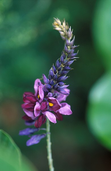 File:Flowering kudzu.jpg