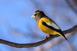 Evening grosbeak (Hesperiphona vespertina)