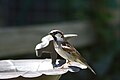 House Sparrow, Passer domesticus