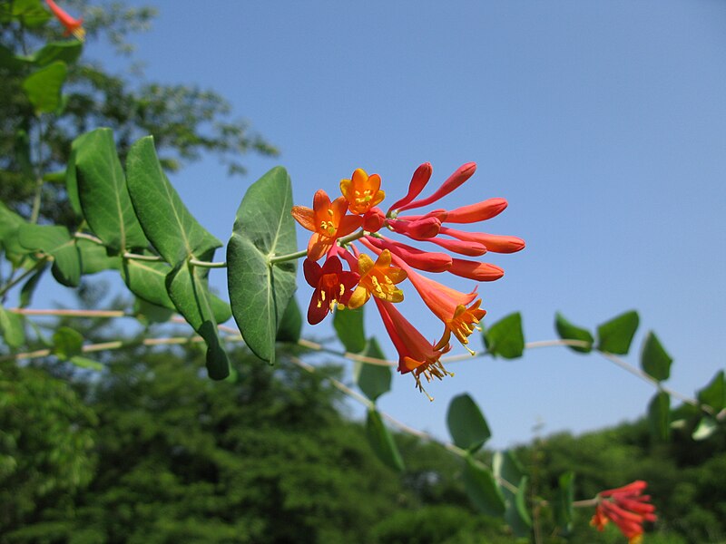 File:Lonicera sempervirens 5.JPG