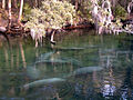 Manatees in Blue Spring State Park.