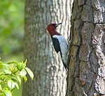 red headed woodpecker