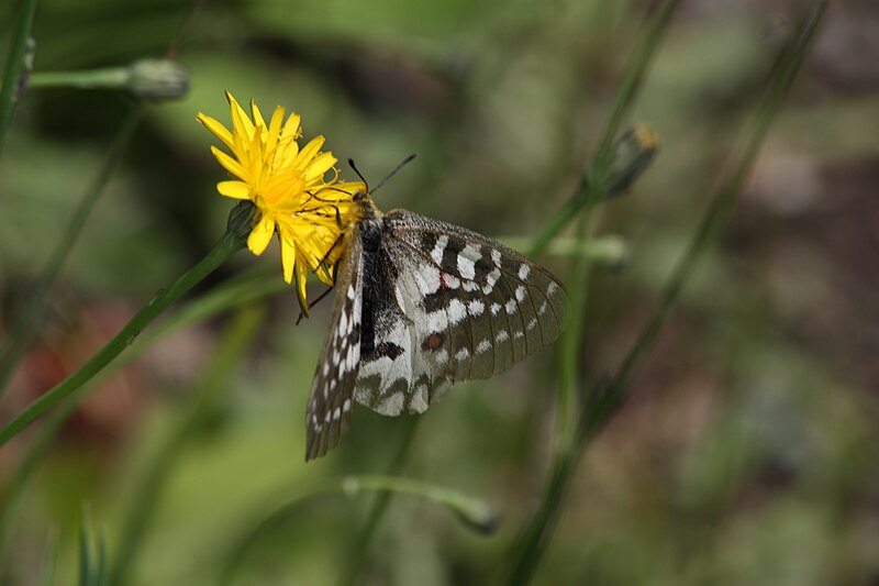 File:Parnassius clodius 1201.JPG