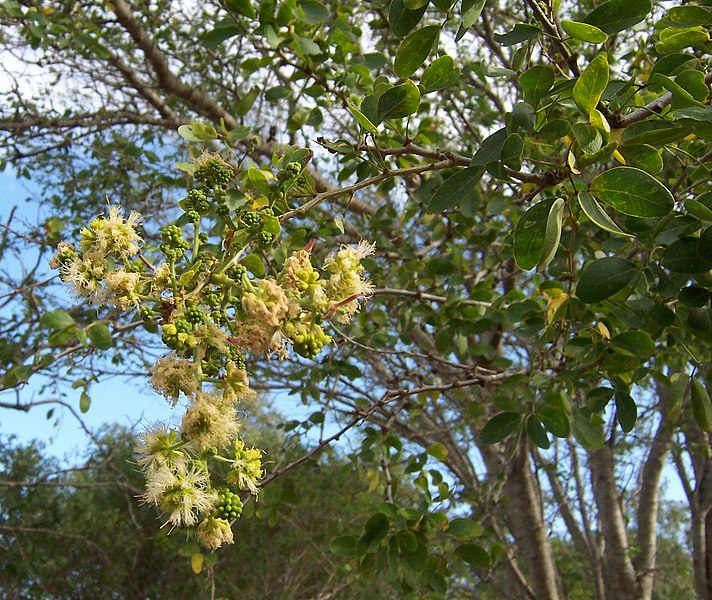 Файл:Pithecellobium dulce flowers.JPG