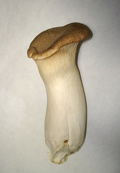 File:Pleurotus eryngii.jpg