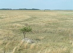 The Pannonian steppe in Seewinkel, Austria