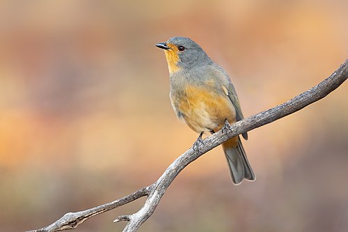 Red-lored whistler