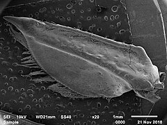 Antennal scale of Austropotamobius bihariensis