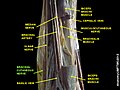 Brachial cutaneous nerve