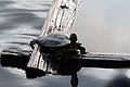 A turtle relaxing in a pond near Ueno Park