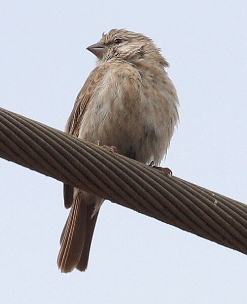 File:Yemen Serin.jpg