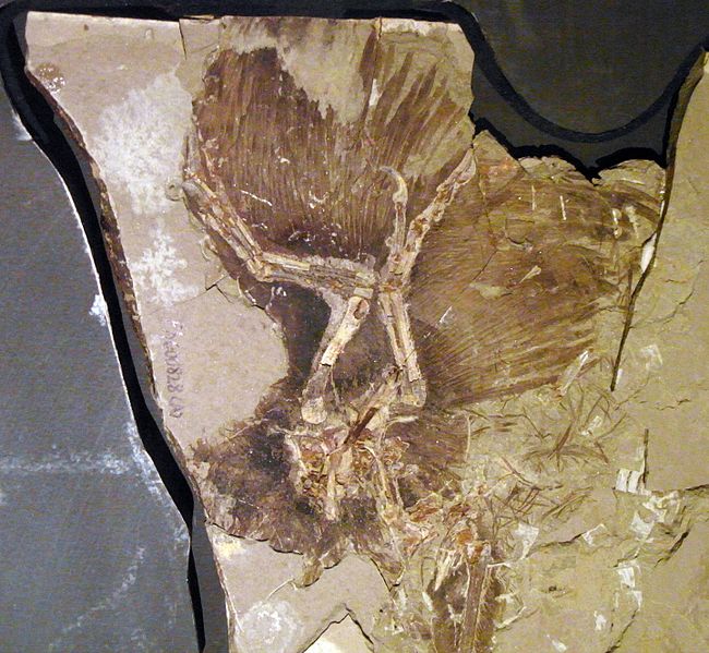 File:Anchiornis feathers.jpg