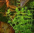 Аквариумная Bacopa myriophylloides