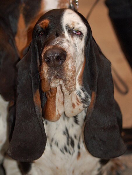 Файл:Basset hound LM.jpg