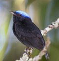 Thumbnail for Blue-capped manakin