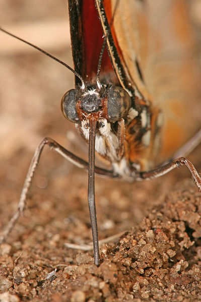 File:Butterfly portrait.jpg