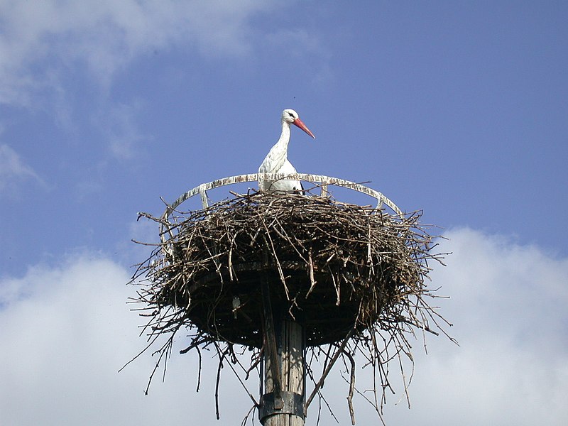 Archivo:Cegonha alsaciana.jpg