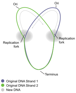 Файл:Circular DNA Replication.svg