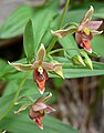 Дремлик гигансткий (Epipactis gigantea) - средняя часть соцветия