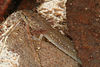 A slim salamander with translucent skin and external red gills emerges from under a rock