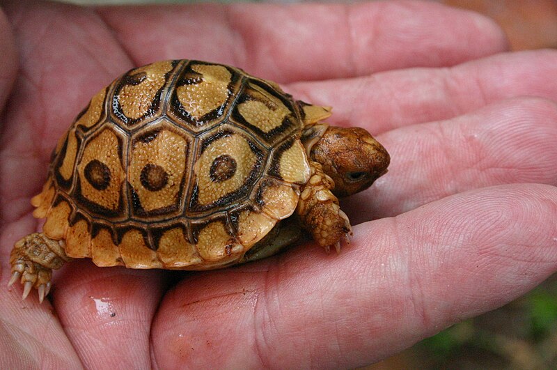 File:Geochelone pardalis00.jpg