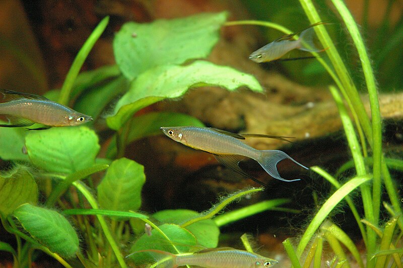 File:Iriatherina Werneri-Yellow Finned Male.jpg