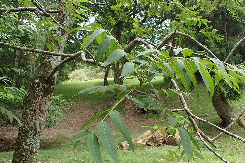 File:Juglans microcarpa kz02.jpg