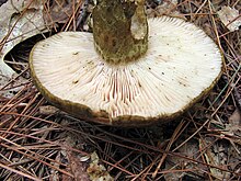 Lactarius atroviridis 98349.jpg