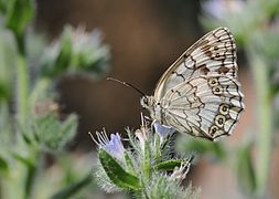 白帶白眼蝶 Melanargia larissa