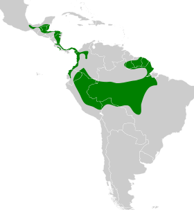 Distribución geográfica del hormiguerito del Quijos.