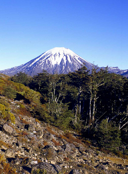 File:Nothofagus NZ.png