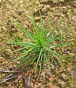 Seedling with flattish, unfascicled leaves