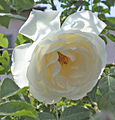 Rosa 'Iceberg Climbing', B.R.Cant, 1968 (Inglaterra) R-95 CL FL