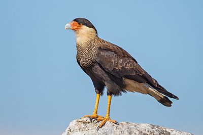 Crested caracara