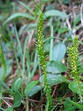 Miniatura para Selaginella selaginoides