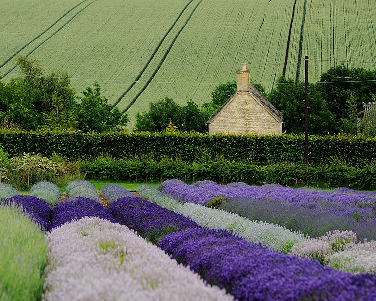 File:Snowshil-Lavender.jpg