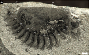 The holotype, and only known fossil, of Surusicaris